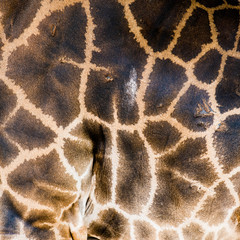 Obraz premium beautiful Giraffe skin for background use