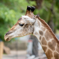 Giraffe in the zoo