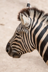 Naklejka premium Young zebra in the zoo