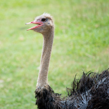 Ostrich in the zoo