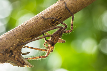 Spider on a with a green background