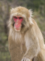 日本猿