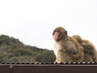 Naklejka premium 日本猿