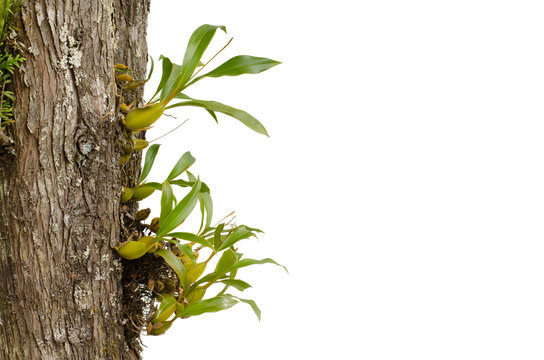 wild orchid seedling growing on tree isolated on white backgroun