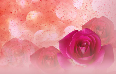 Romantic pink roses and water drop abstract orange pastel valent