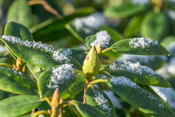 Close up of rhododendron leaves and bud in winter with snow