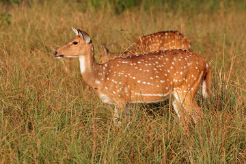 Female spotted deer or chital (Axis axis), Kanha National Park, India.