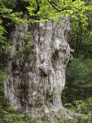屋久島 縄文杉