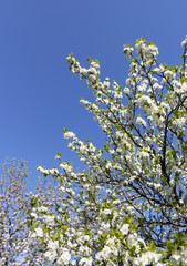 Flowering apple tree in a garden