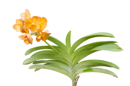 Hybrids vanda orchid isolated on white background
