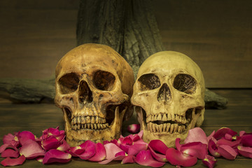 Still life painting with couple human skull