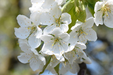 Kirschblüten