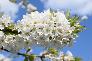 Kirschblüten