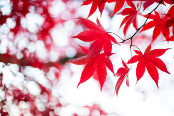 Red Maple Leaf