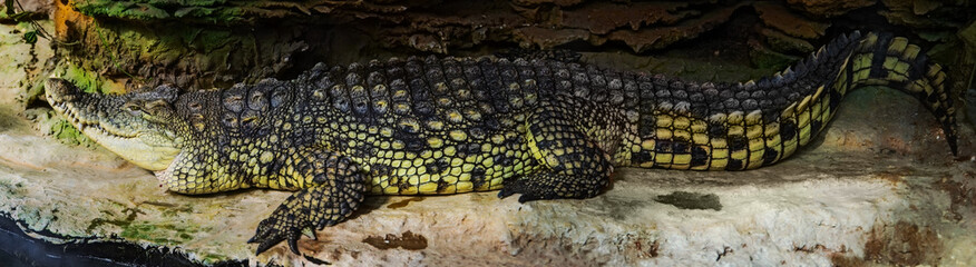crocodile