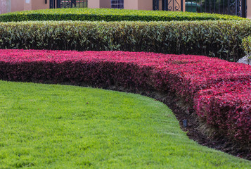 Colourful Flower and Winding Grass Pathway in Garden