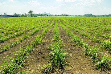 Sugarcane field in Thailand.