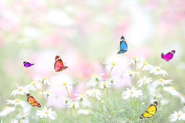 花畑に舞う蝶の群れ