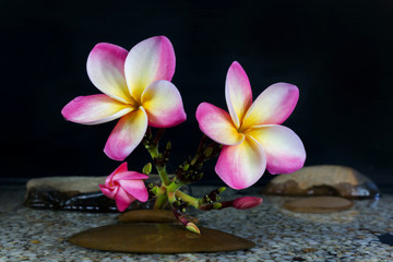 plumeria or frangipani on water and pebble rock