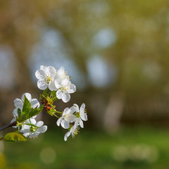 Obraz premium white flowers blooming on branch
