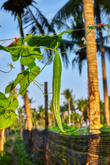 Trichosanthes - serpentine cucumber in Maldives island.
