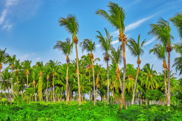 Fototapeta premium Coconut tree with fruits-coconuts,on a tropical island in the M