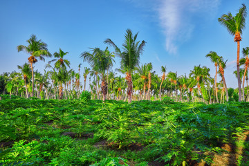 Fototapeta na wymiar Young seedlings papayas,on a tropical island in the Maldives, mi