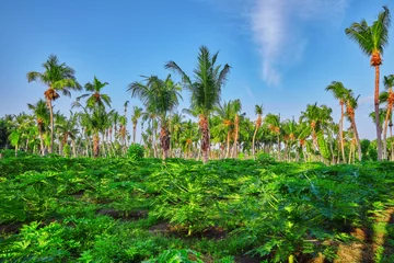 Abwaschbare Fototapete Young seedlings papayas,on a tropical island in the Maldives, mi © BRIAN_KINNEY