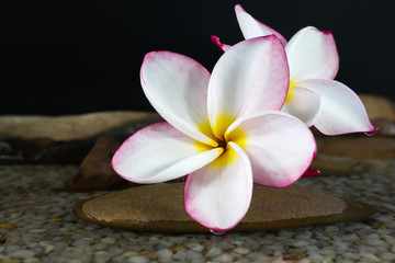 Pink flower plumeria or frangipani on water and pebble rock