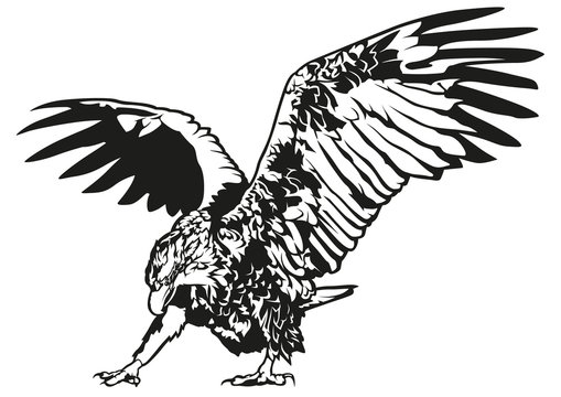 recommend clip art: Black and White Eagle - Outline Illustration, Vector