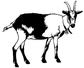 Goat from Side View (Capra aegagrus hircus) - Black and White Drawing Illustration, Vector