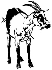 Goat from Front View (Capra aegagrus hircus) - Black and White Drawing Illustration, Vector
