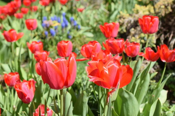 Tulpen