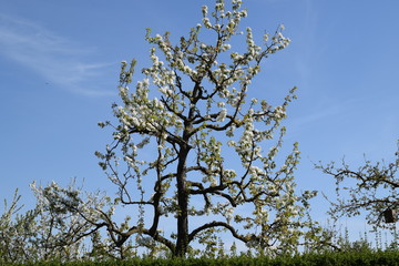 Kirschbaum