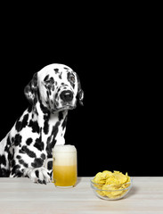 Dalmatian drinking beer and chips