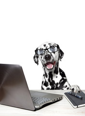 Dalmatian with laptop and notebook. - obrazy, fototapety, plakaty