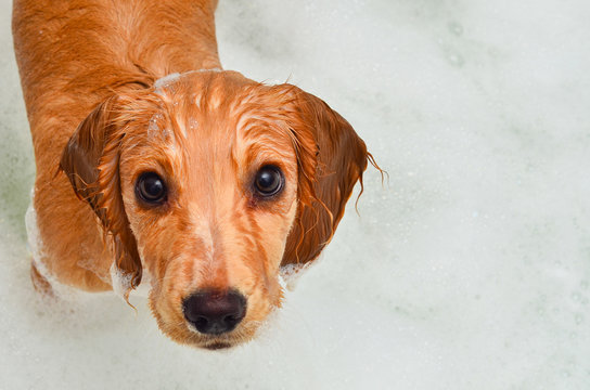 Cocker Spaniel Puppy Taking A Bath In Bubbles