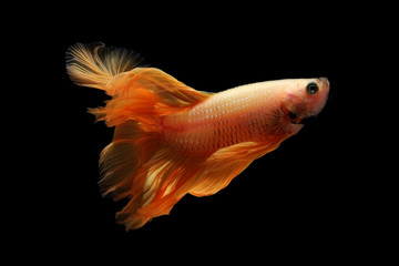Fototapeta premium betta fish isolated on black background