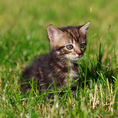 Naklejka na ściany i meble striped cat sits in the grass