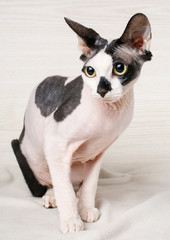 Sphynx black and white  Cat  on wooden background