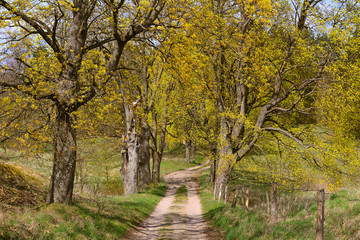 Spring landscape with dirt road in forest