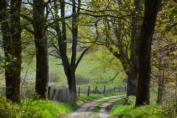 Spring landscape with dirt road in forest