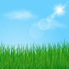 Green grass on sunny sky background. Vector illustration.