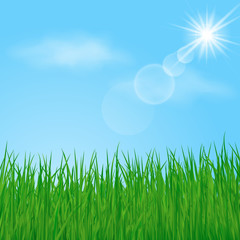Obraz premium Green grass on sunny sky background. Vector illustration.
