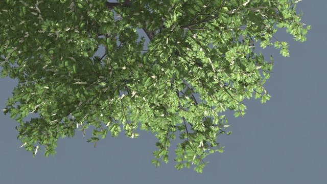 Hook-Thorn Flowers Tree Top Down Crown Green Fluttering Leaves Chroma Key Alfa Alfa Channel Swaying Tree Branches Wind Breeze Sunny Shadows