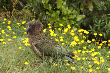 large mountain parrot Kea, Nestor notabilis,  New Zealand South Island