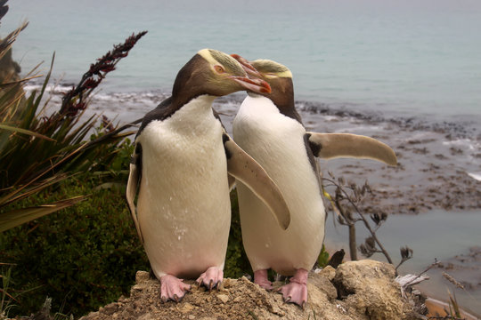 rarest Yellow-eyed Penguin, megadyptes antipodes, New Zealand, South Island