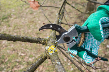 Baumbeschnitt