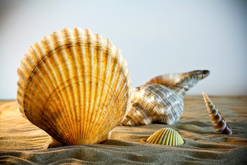 Sea Shells Seashells, sea shells from beach - panoramic - with l