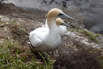 Australasian gannet, Morus serrator nest colony, Muriwai Beach, New Zealand